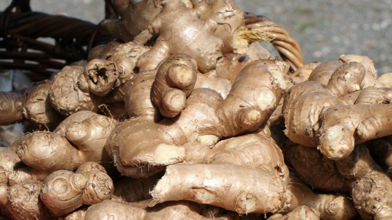 ginger factory 768x432