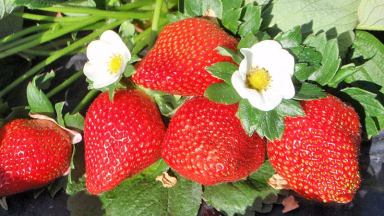 mcmartins strawberries 1 768x432