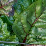 noosa leafy greens 150x150