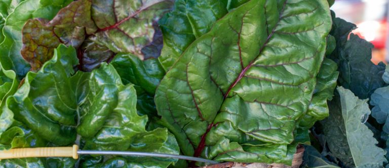 noosa leafy greens 768x331