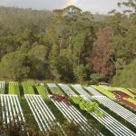 noosa leafy greens1 1 150x150