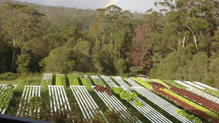 noosa leafy greens1 1 768x432