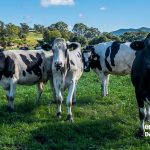 obi obi dairy 1 150x150