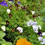 organica floret 150x150