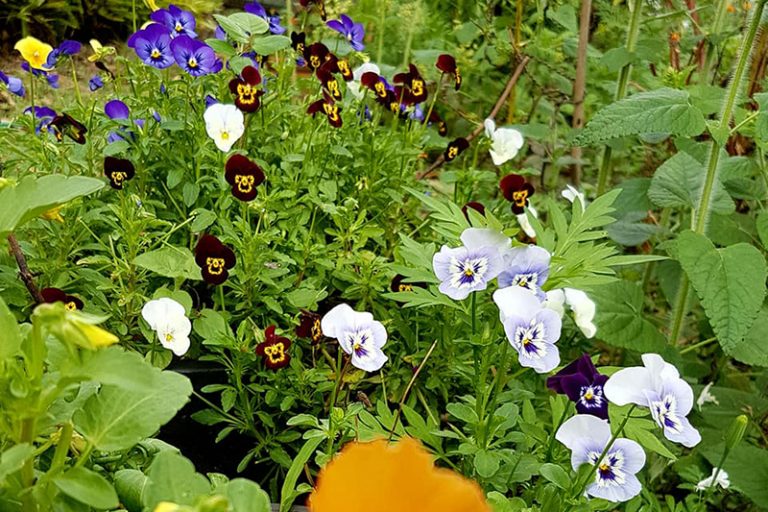 organica floret 768x512