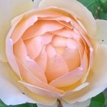 organica floret3a 150x150