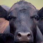 paleo beef direct1 1 150x150