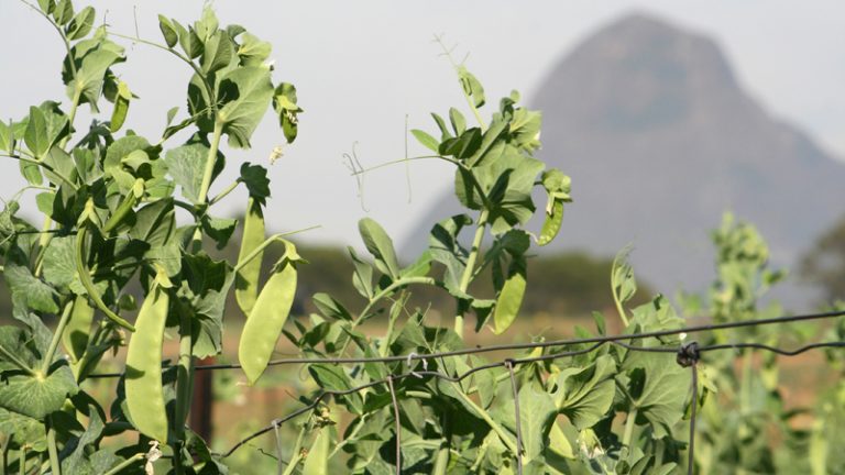 sandy creek organics 1 768x432