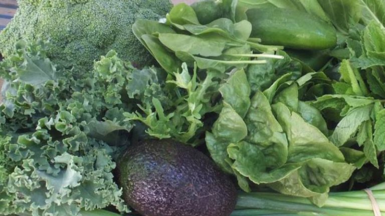 shambhala farm 1 768x432