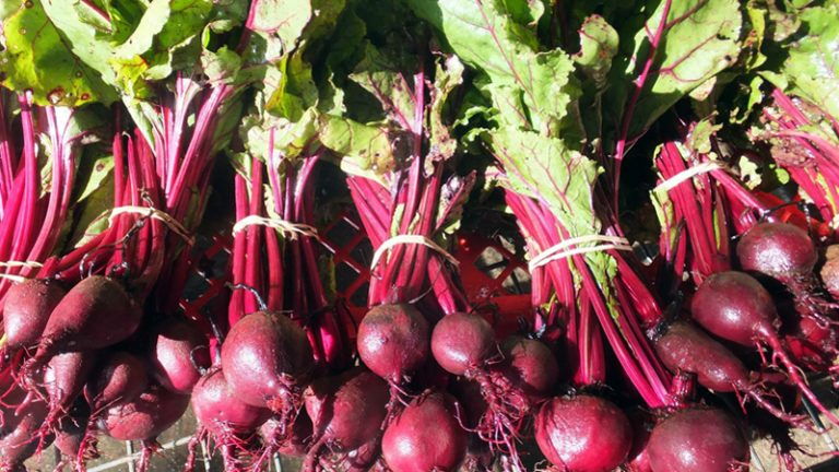 shambhala farm1 1 768x432