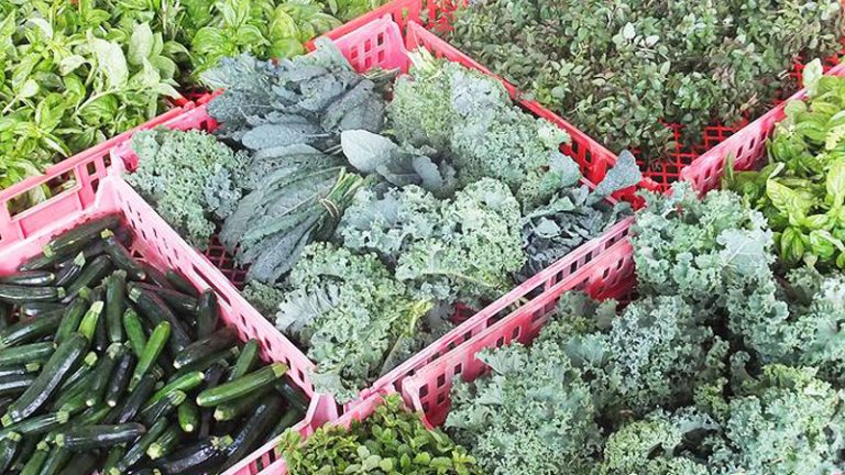 shambhala farm2 1 768x432