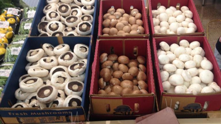 sjw mushrooms 1 768x432