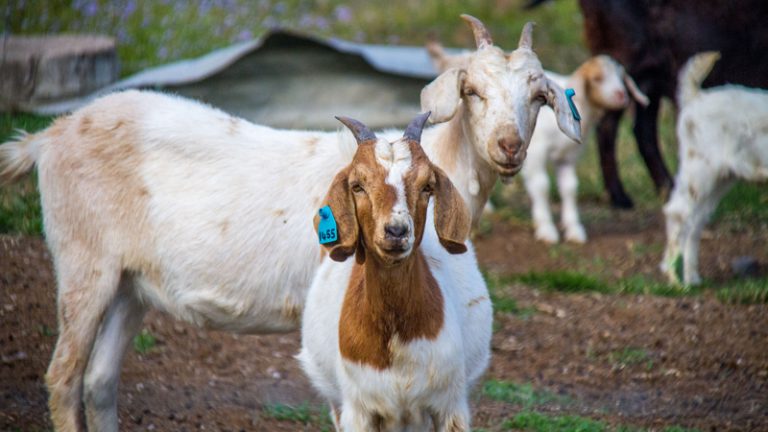 southern cross smallgoods3 1 768x432