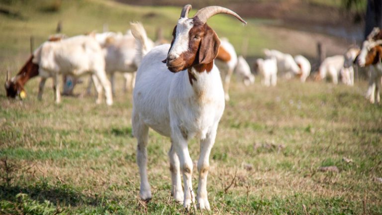 southern cross smallgoods4 1 768x432