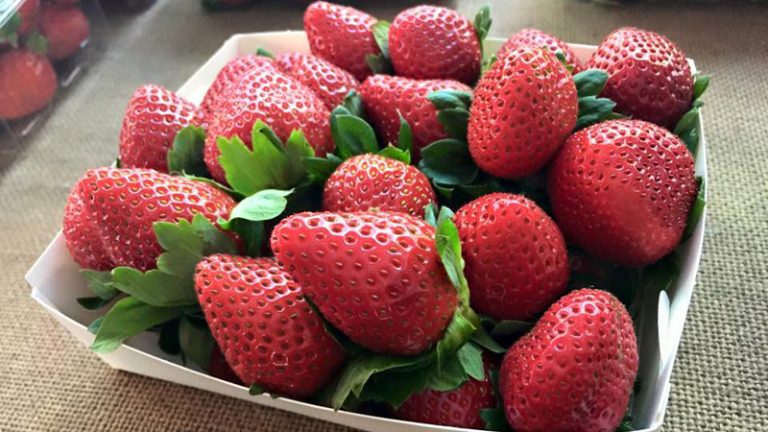 sunray strawberries 1 768x432