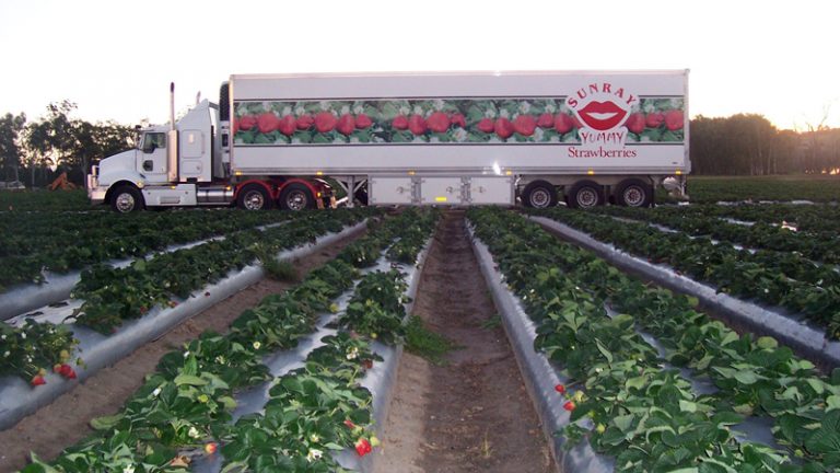 sunray strawberries1 1 768x432