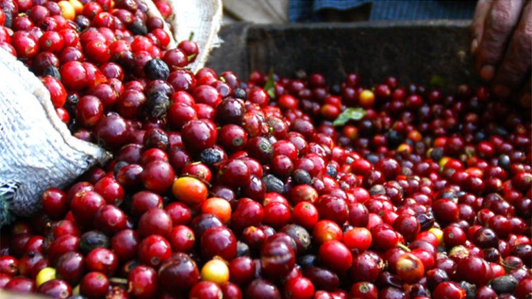 sunshine coast coffee roastery1 1 768x432