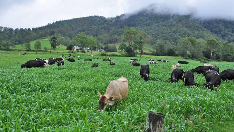 walker farm foods2 1 768x432