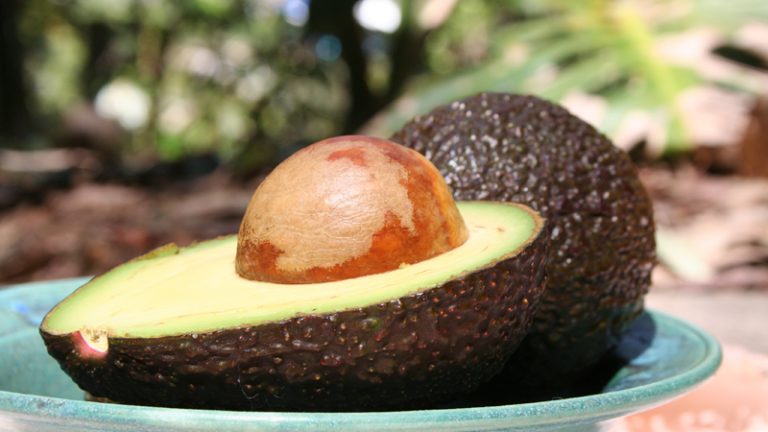 wharenui avocados 2 768x432