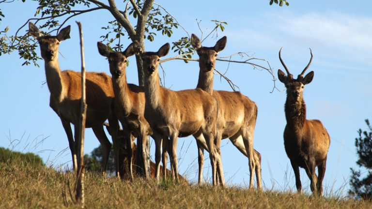 wildalpen deer farm 1 768x432