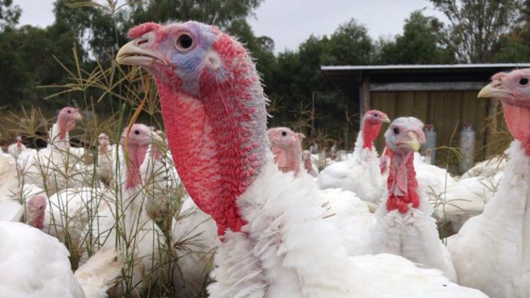 bendel farm1 1 768x432