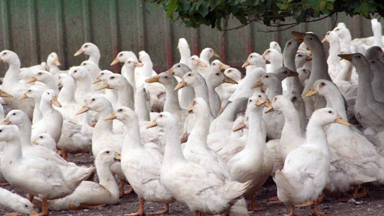 bendele farm 1 768x432