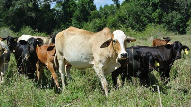 cgl beef 1 768x432