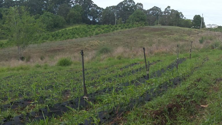 clark family trust1 1 768x432