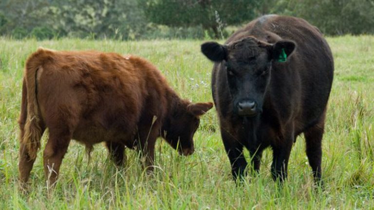 eumundi beef2 1 768x432