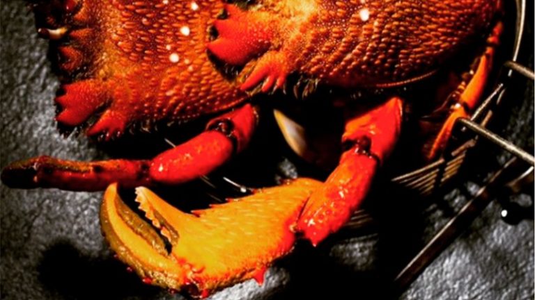 fraser isle spanner crab1 1 768x432