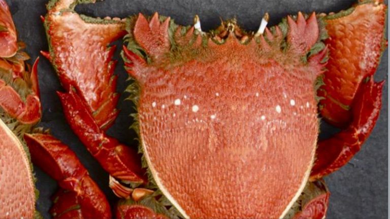 fraser isle spanner crab2 1 768x432