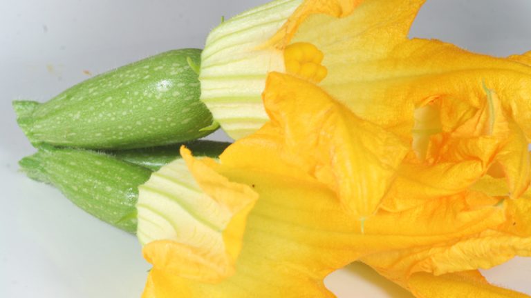 hinterland zucchini flowers 1 768x432