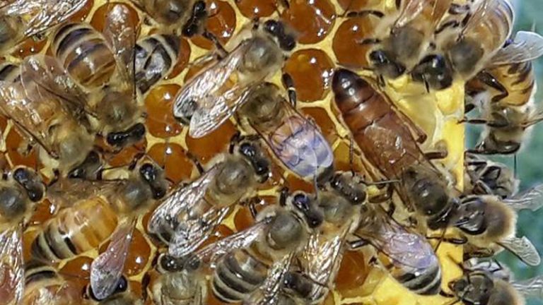 hive haven2 1 768x432