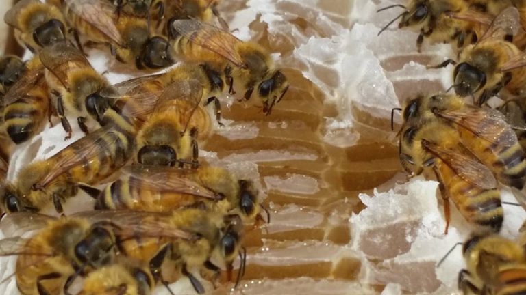 hum honey 1 768x432