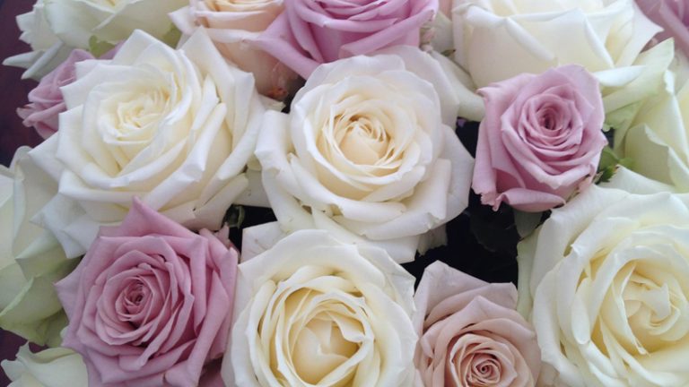 jabula roses1 1 768x432