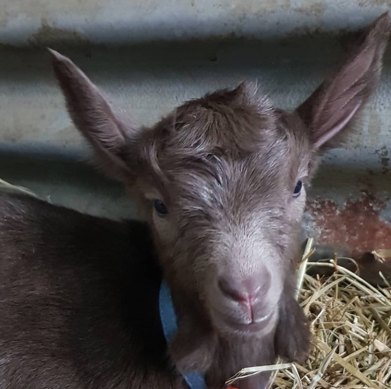 little white goat cheese1 768x764