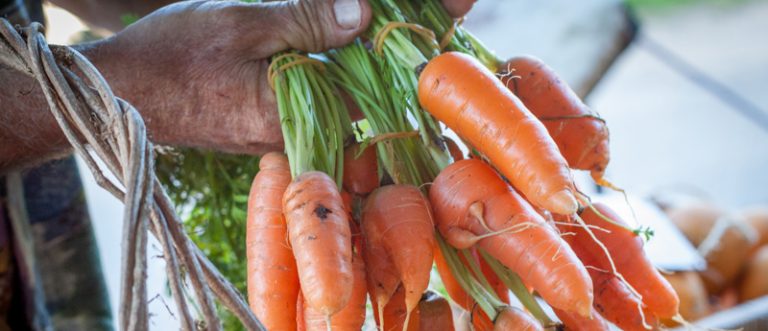 noosa farmers market 768x331