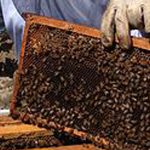 stradbroke island organic honey1 1 150x150