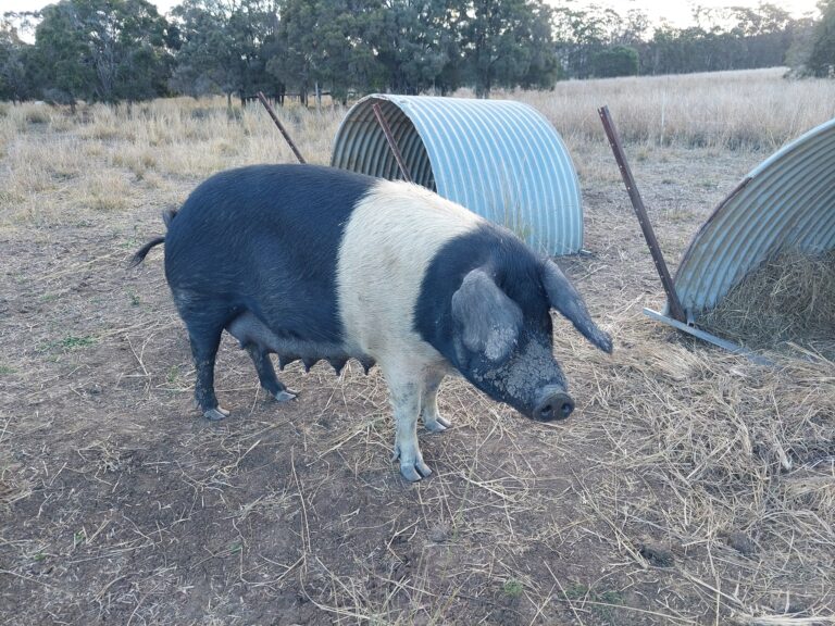 Yanjala Farm 768x576