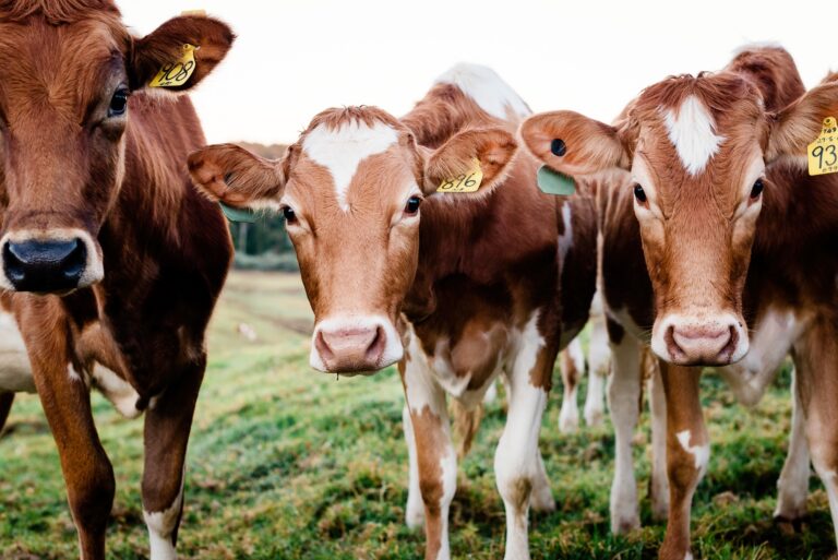 129 Maleny Food Co 768x513