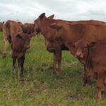 Cattle at Chimney Hill Beef 150x150