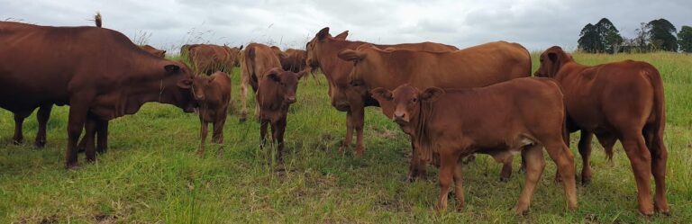 Cattle at Chimney Hill Beef 768x249