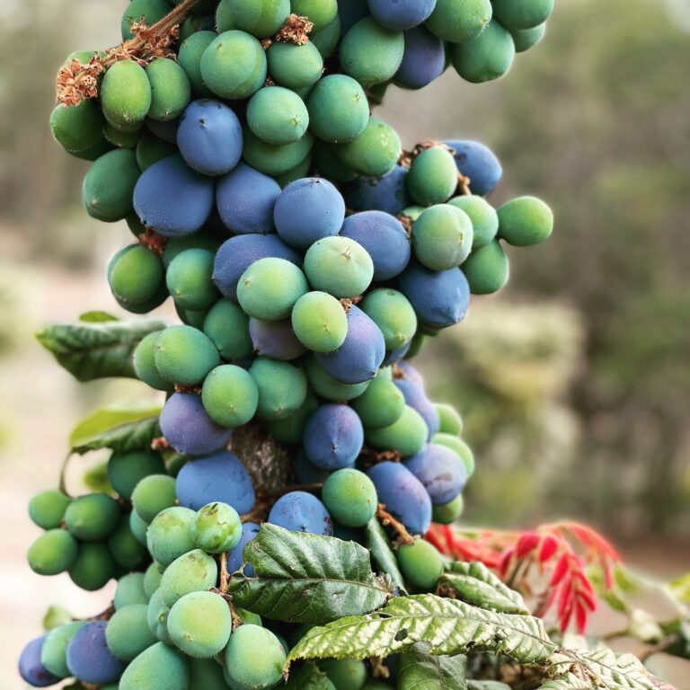 Davidson Plum Tree 1 768x768