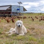 Forage Farms 150x150