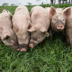 grass eating train 1000px square 150x150