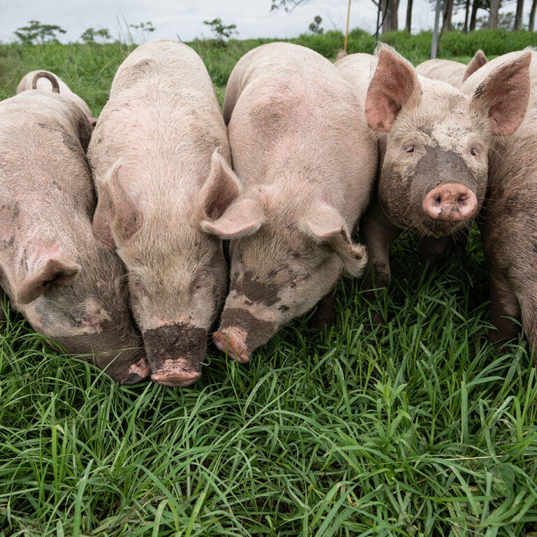 grass eating train 1000px square 768x768